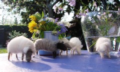 Belvézet april14 072(site)