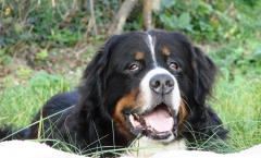 2014 Belvezet najaar 077