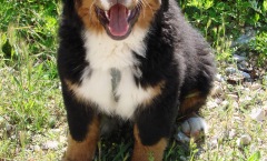 2015 april Belvézet 010